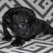 Small Photo #3 French Bulldog Puppy For Sale in COUNTRY LAKES, FL, USA