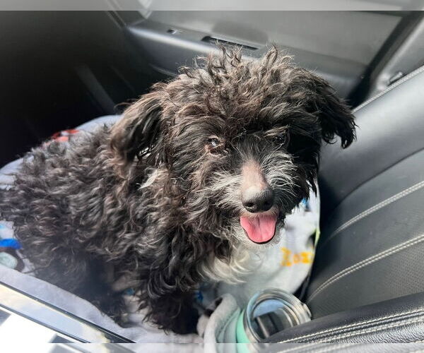 Medium Photo #2 Maltipoo (Miniature) Puppy For Sale in Phoenix, AZ, USA