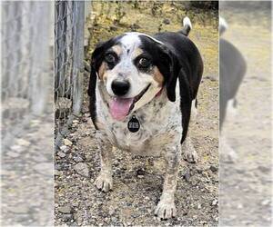 COURTESY POST Harry - Male Boglen Terrier Dog for Adoption - Photo #4