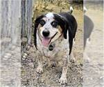 Small #3 Boglen Terrier