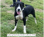 Small #1 Collie Mix