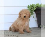 Small #4 Poodle (Miniature)