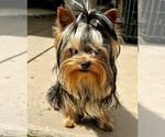 Small Yorkshire Terrier