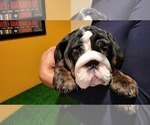 Small Photo #4 English Bulldog Puppy For Sale in POWDER SPRINGS, GA, USA