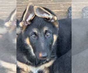 German Shepherd Dog Litter for sale in BOKOSHE, OK, USA