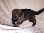 Small Photo #3 German Shepherd Dog Puppy For Sale in FALMOUTH, VA, USA