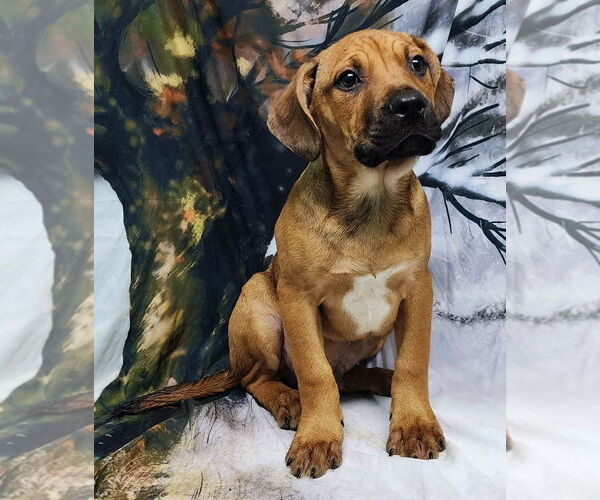 Medium Photo #3 American Pit Bull Terrier-Unknown Mix Puppy For Sale in Wetumpka, AL, USA