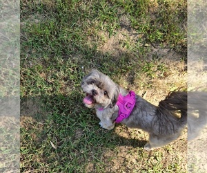 Shih Tzu Dog for Adoption in PASADENA, Maryland USA
