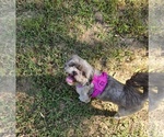 Small Shih Tzu