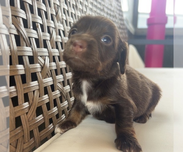 Medium Photo #4 Dachshund Puppy For Sale in HILLSBORO, KY, USA