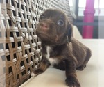Small #3 Dachshund
