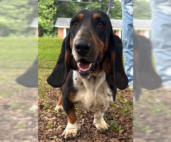 Medium Photo #2 Basset Hound Puppy For Sale in Deepwater, NJ, USA