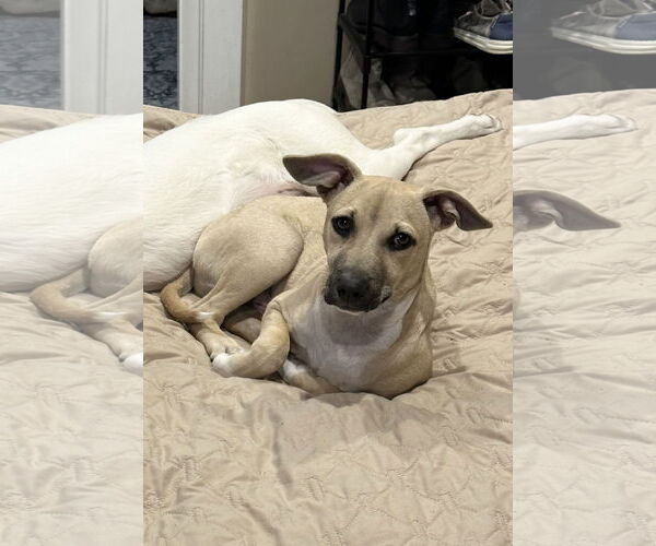 Medium Photo #7 Black Mouth Cur-Labrador Retriever Mix Puppy For Sale in Rockaway, NJ, USA