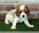 Small #5 Cavalier King Charles Spaniel