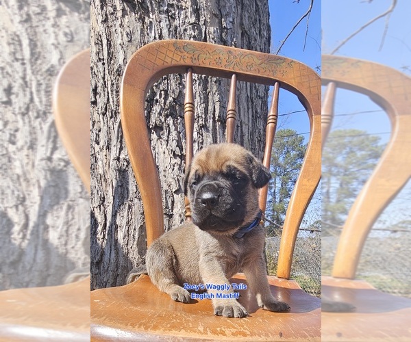 Medium Photo #1 Mastiff Puppy For Sale in MINDEN, LA, USA