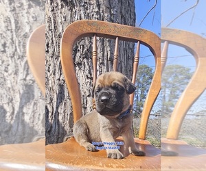 Mastiff Puppy for sale in MINDEN, LA, USA