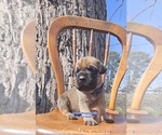 Small Mastiff