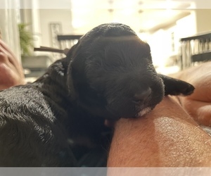 Goldendoodle Puppy for sale in SACRAMENTO, CA, USA