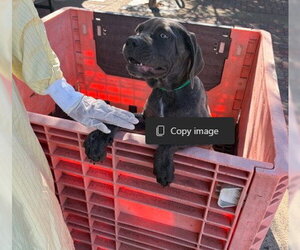 Mutt Dogs for adoption in Rancho Cucamonga, CA, USA