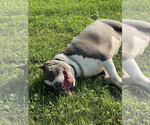 Small #2 American Pit Bull Terrier