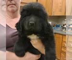 Small Photo #4 Newfoundland Puppy For Sale in BERESFORD, SD, USA