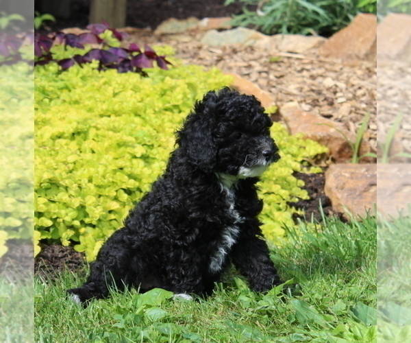 Medium Photo #2 Poodle (Toy) Puppy For Sale in NORTH EAST, MD, USA