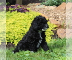 Small #1 Poodle (Toy)