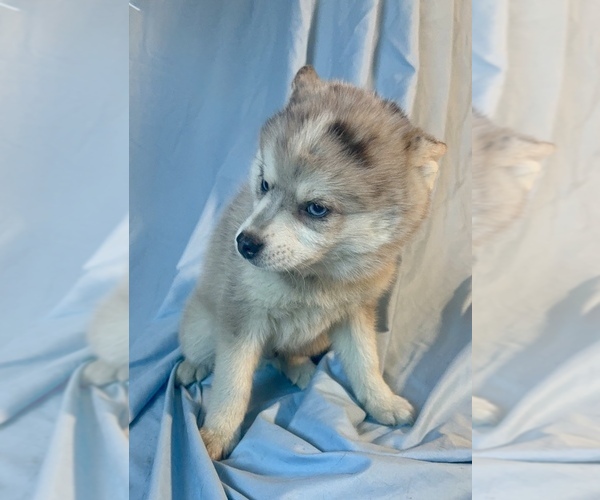 Medium Photo #6 Pomsky-Shiba Inu Mix Puppy For Sale in NASHUA, NH, USA