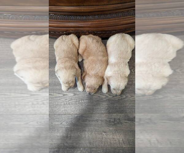 Medium Photo #9 Golden Retriever Puppy For Sale in SACRAMENTO, CA, USA