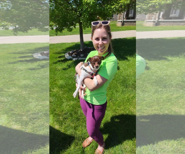 Medium Photo #6 Rat-Cha Puppy For Sale in Gretna, NE, USA