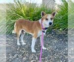 Small #1 Basenji Mix