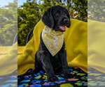 Puppy yellow Elvis Labradoodle