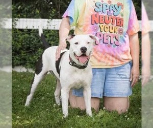 Dek - Male American Pit Bull Terrier-Unknown Mix Dog for Adoption - Photo #4
