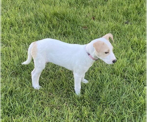 Medium Photo #3 Parson Russell Terrier-Unknown Mix Puppy For Sale in FRAMINGHAM, MA, USA
