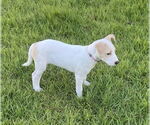 Small #2 Parson Russell Terrier Mix