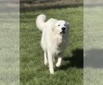 Small #7 Great Pyrenees
