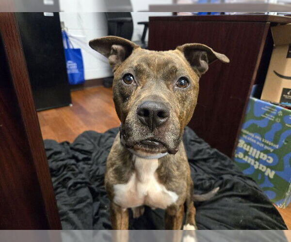 Medium Photo #2 American Pit Bull Terrier Puppy For Sale in Ocala, FL, USA