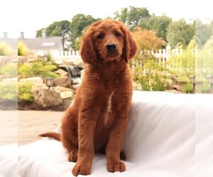 Medium Goldendoodle