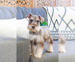 Small Photo #7 Schnauzer (Miniature) Puppy For Sale in SYRACUSE, IN, USA