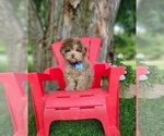 Small #3 Poodle (Toy)