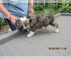 Faux Frenchbo Bulldog Dog for Adoption in HUTCHINSON, Minnesota USA
