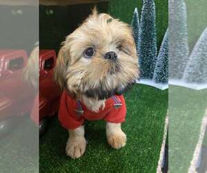 Father of the Shih Tzu puppies born on 12/17/2024