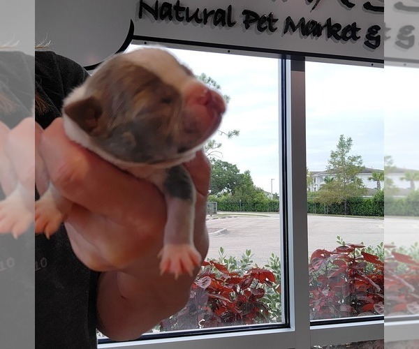 Medium Photo #3 Boston Terrier Puppy For Sale in FT MYERS, FL, USA