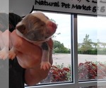 Small Photo #3 Boston Terrier Puppy For Sale in FT MYERS, FL, USA