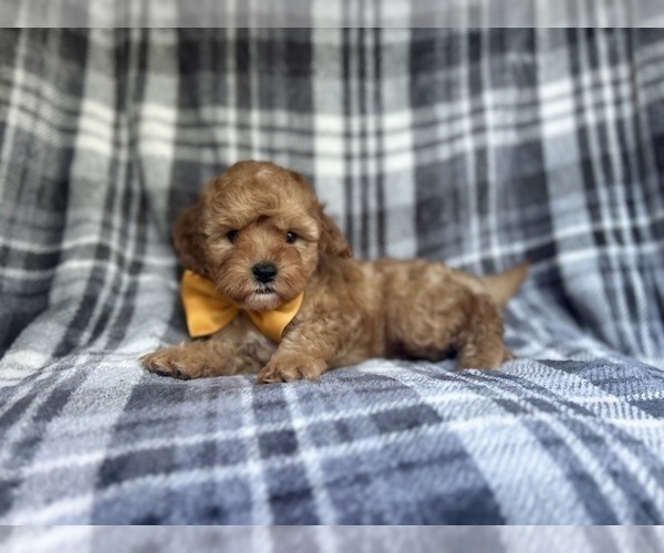 Medium Photo #6 Cavapoo Puppy For Sale in LAKELAND, FL, USA