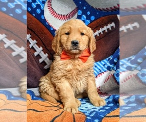 Golden Retriever Puppy for sale in OXFORD, PA, USA
