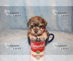 Small Photo #2 Schnauzer (Miniature) Puppy For Sale in SANGER, TX, USA