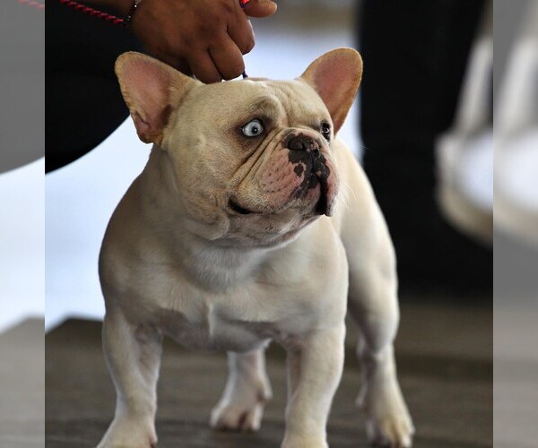 Medium Photo #1 French Bulldog Puppy For Sale in BAYTOWN, TX, USA