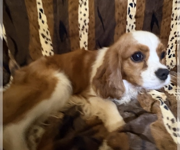 Medium Photo #6 Cavalier King Charles Spaniel Puppy For Sale in ABILENE, TX, USA