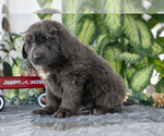 Small Photo #12 Newfoundland Puppy For Sale in SUGARCREEK, OH, USA